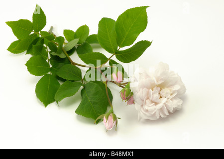 Noisette rosa (Rosa x noisetteana), varietà: Blush Noisette, fiori Foto Stock