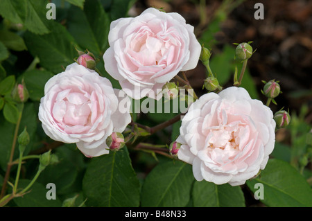 Noisette rosa (Rosa x noisetteana), varietà: Blush Noisette, fiori Foto Stock