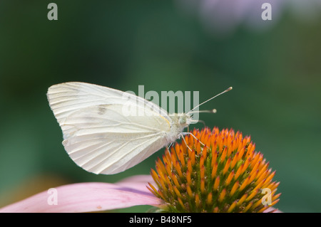Il cavolo bianco Pierus butterfly brassicae su un fiore in un giardino Foto Stock