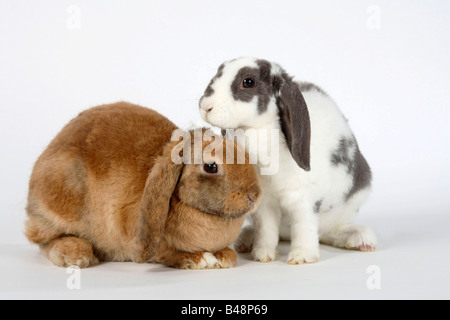 Rex Lop eared conigli nani lilla bianco e albicocca 14 e 17 settimane il coniglio domestico Foto Stock