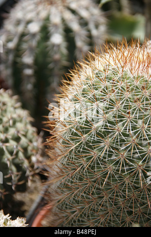 Close up di molti cactus nel centro giardino Foto Stock