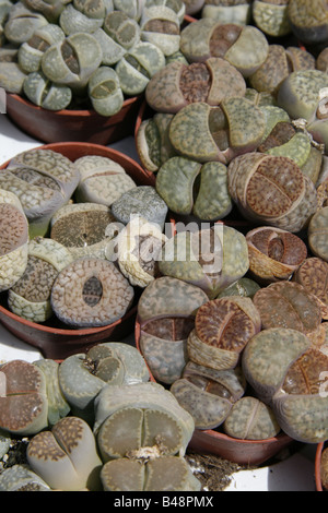 Vasta scelta di differenti diversi cactus nel centro giardino Foto Stock