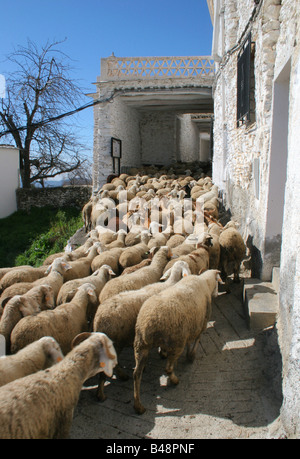 Un gregge di pecore nel villaggio Capilerilla in Alpujarra di Granada, Spagna Foto Stock