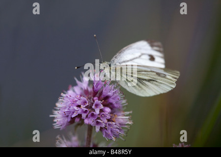 Verde bianco venato butterfly Artogeia napi Foto Stock