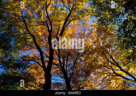 Alberi in autunno Foto Stock