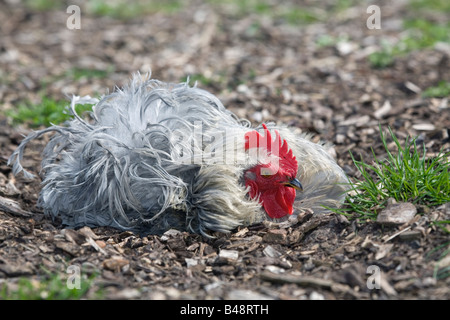 Grigio polvere gallina la balneazione free range Foto Stock