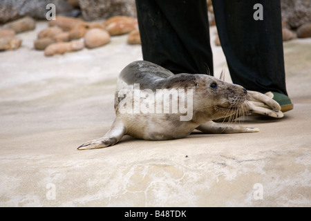 Aprile guarnizione grigio pup Halichoerus grypus salvato guarnizione nazionale santuario Cornovaglia Foto Stock