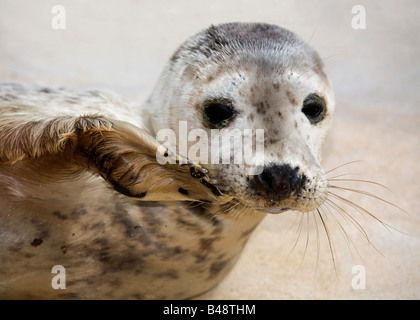 Guarnizione grigio pup aprile Halichoerus grypus salvato guarnizione nazionale santuario Cornovaglia Foto Stock