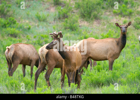 Rocky Mountain elk feed in un prato vicino a Telluride, colorado Foto Stock