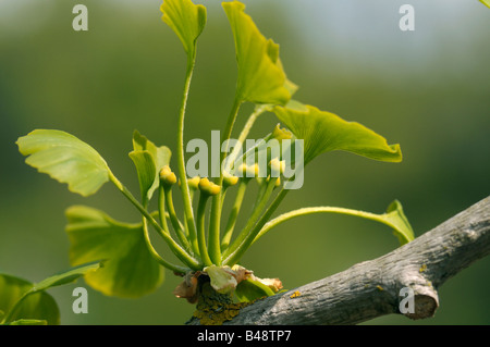 Gingko, Maidenhair Tree (Ginkgo biloba), ramoscello con foglie giovani e fiori femminili Foto Stock