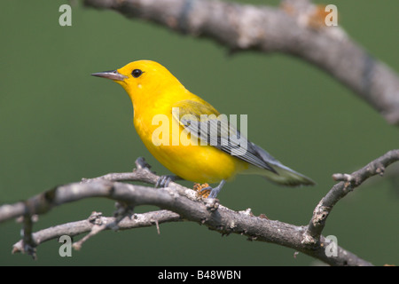 Prothonotary Trillo Protonotaria citrea Osage Collina Parco dello Stato Oklahoma Stati Uniti 10 luglio maschio adulto Parulidae Foto Stock