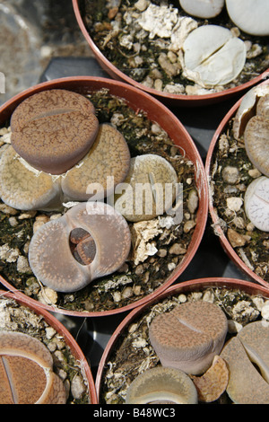 Vasta scelta di differenti diversi cactus nel centro giardino Foto Stock