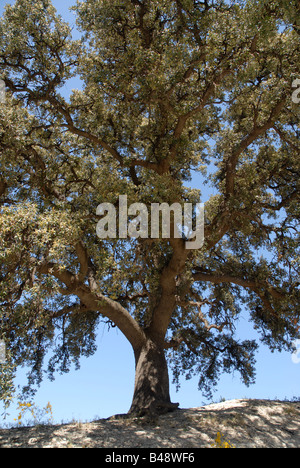 Holm Oak Tree (Carrasca de la tia Sofia, 250 anni) Sierra de Serrella, Provincia di Alicante, Comunidad Valenciana, Spagna Foto Stock