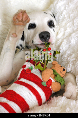 Cucciolo dalmata con calza di Natale Foto Stock