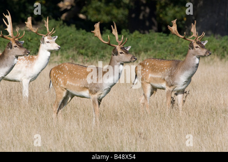 Gruppo adulti cervi in piedi nel parco Foto Stock