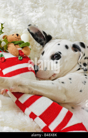 Cucciolo dalmata con calza di Natale Foto Stock