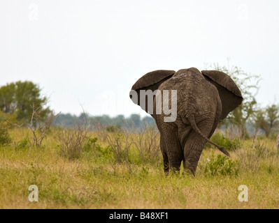 Elefante africano (Loxodonta africana) bull da dietro nella prateria Krueger National Park in Sud Africa Foto Stock