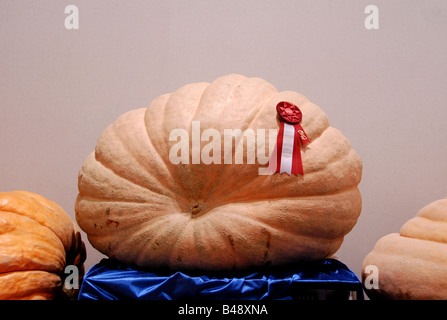 Un massiccio vincitore del premio 1272 libbra di zucca. Foto Stock