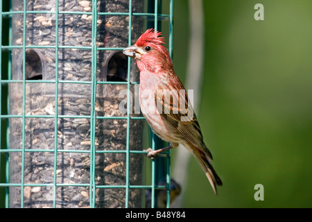 Viola Finch Carpodacus purpureus Tamrack Aitkin County Minnesota Stati Uniti 5 luglio maschio adulto Emberizidae Foto Stock