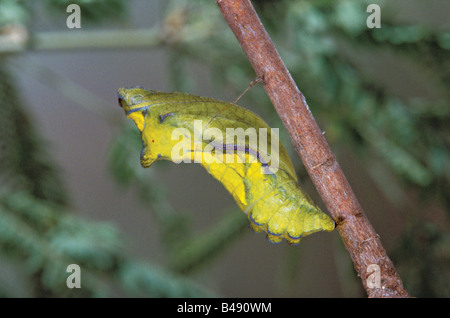 A coda di rondine pipevine battus philenor Foto Stock