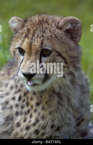 Giovani cheetah - Acinonyx jubatus Foto Stock