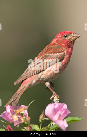 Viola Finch Carpodacus purpureus Tamrack Aitkin County Minnesota Stati Uniti 19 giugno maschio adulto Emberizidae Foto Stock