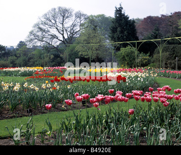 Giardini di glasnevin, Dublino Irlanda, colorato/colorata collezione di tulipani in primavera, la bellezza della natura, Foto Stock