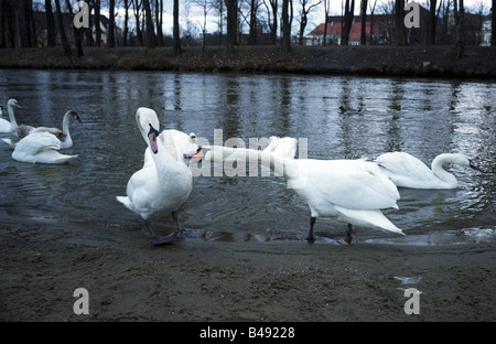 Cigni sulla banca del fiume Oder, Wroclaw, Polonia Foto Stock