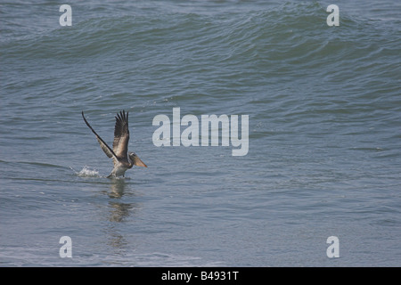 California Brown Pelican immersioni subacquee per i pesci Foto Stock