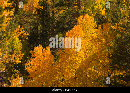 Golden fall aspens lungo Rush Creek Eastern Sierra Nevada California Foto Stock