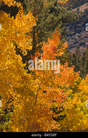 Golden fall aspens lungo Rush Creek Eastern Sierra Nevada California Foto Stock