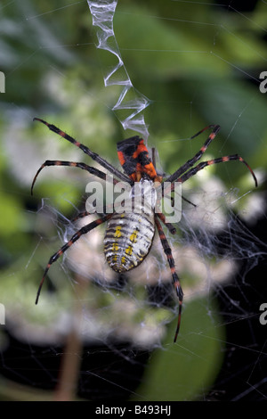 Giardino nastrati Spider w Milkweed Bug Argiope trifasciata Foto Stock