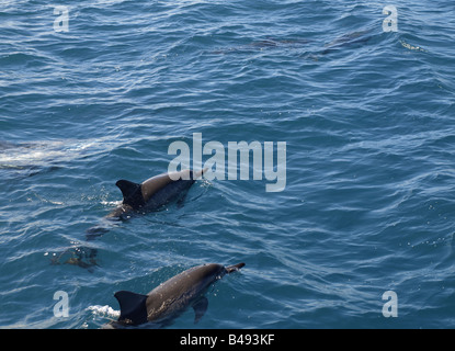 I Delfini dal Wainae costa di Oahu, Hawaii Foto Stock