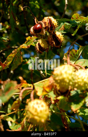 Foto di stock di conkers cresce su un cavallo di castagno Foto Stock