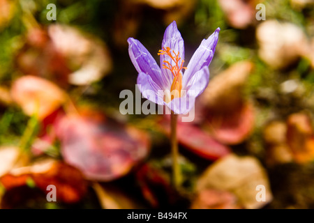 Un crocus fioritura al momento sbagliato dell'anno mentre le foglie di autunno sono in calo la pianta ha deciso di molla nella vita in un gar Foto Stock