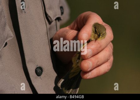 Song bird netting dimostrazione Foto Stock