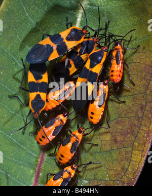 Coppia immaturo Milkweed bug Oncopeltus fasciatus Foto Stock