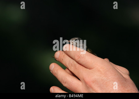 Song bird netting dimostrazione Foto Stock