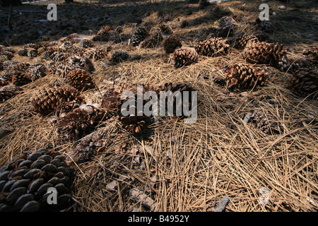 Pigne e aghi di pino vicino a cono di scorie nel Parco nazionale vulcanico di Lassen Foto Stock