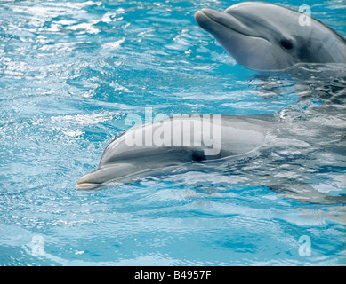 Due delfini a naso di bottiglia in un pool swiming sorridente e divertirsi giocando con le loro teste e gli occhi al di sopra dell'acqua Foto Stock