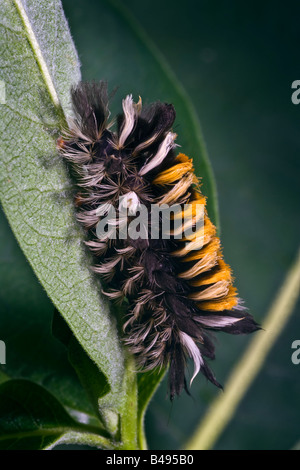 Milkweed Tussock Moth Caterpillar Euchaetes egle Foto Stock