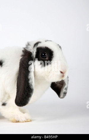 Rex Lop eared Dwarf Rabbit 14 settimane blu bianco coniglio domestico Foto Stock