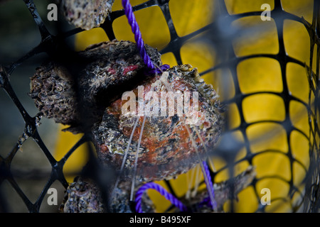 Perle di estrazione Pearl Farm in Manihi Polinesia Francese Foto Stock