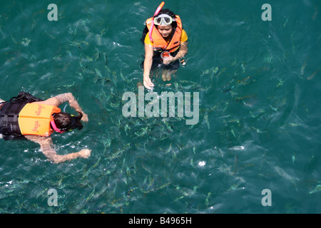 I subacquei alimentare i pesci in Thailandia Foto Stock