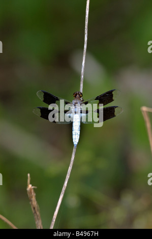Comune di culbianco Skimmer dragonfly maschio in appoggio su una canna Foto Stock
