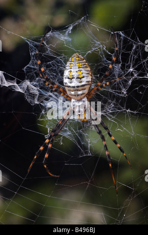 Giardino nastrati Spider w Milkweed Bug Argiope trifasciata Foto Stock