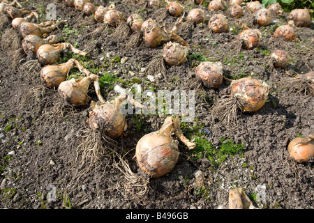 Cipolle essiccazione su suolo Eden Project Bodelva St Austell Cornwall Regno Unito Foto Stock