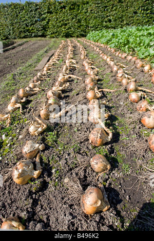 Cipolle essiccazione su suolo Eden Project Bodelva St Austell Cornwall Regno Unito Foto Stock