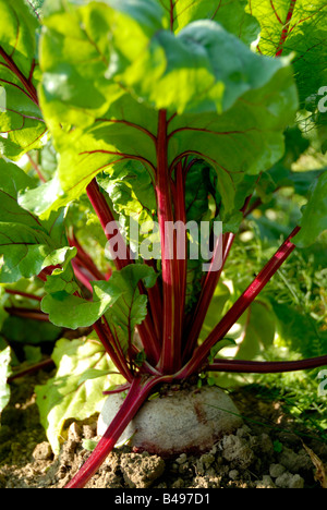 Foto di stock di barbabietola cresce nel giardino vegetale Foto Stock