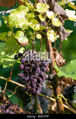 Uve secche di appassimento sulla pianta della Svizzera Foto Stock